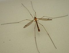 Tipula macrophallus