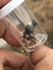 Bombus crotchii