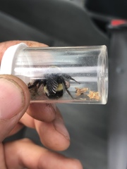 Bombus crotchii