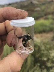 Bombus crotchii
