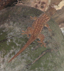 Ailuronyx seychellensis