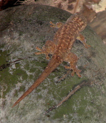 Ailuronyx seychellensis