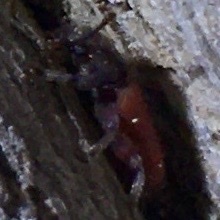 Zenodosus sanguineus