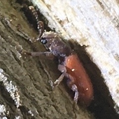 Zenodosus sanguineus