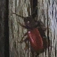 Zenodosus sanguineus