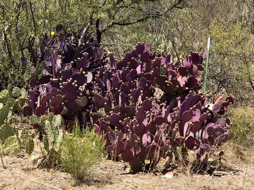 Opuntia gosseliniana