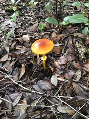 Amanita flavoconia image
