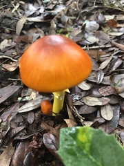 Amanita flavoconia image