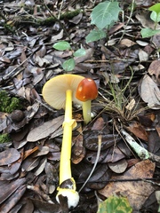 Amanita flavoconia image