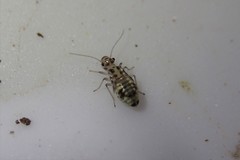Mesopsocidae