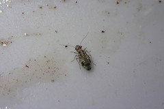 Mesopsocidae