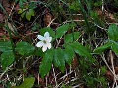 Anemonoides trifolia