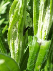 Vanessa virginiensis