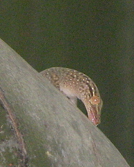 Ailuronyx tachyscopaeus