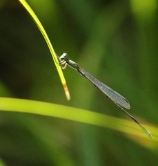 Rhadinosticta simplex