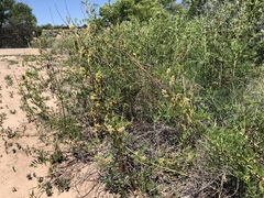 Glycyrrhiza lepidota