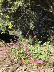 Penstemon clevelandii