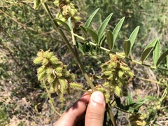 Glycyrrhiza lepidota