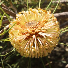 Banksia leptophylla