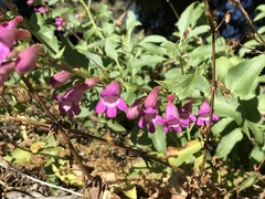 Penstemon clevelandii