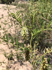Glycyrrhiza lepidota