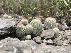 Echinocereus reichenbachii baileyi