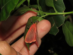 Arctioblepsis rubida