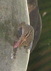 Ailuronyx tachyscopaeus