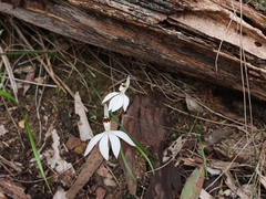 Caladenia picta