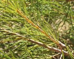 Banksia leptophylla
