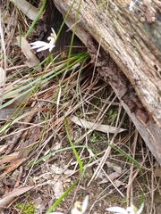 Caladenia picta