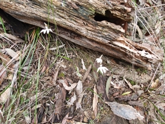 Caladenia picta