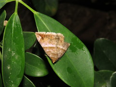 Buzara onelia