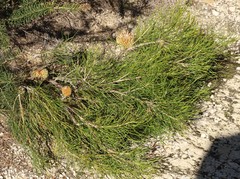 Banksia leptophylla