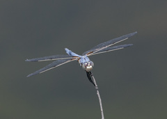 Libellula composita