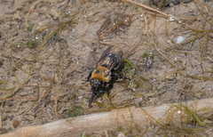Anthophora occidentalis
