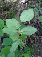 Dirca decipiens