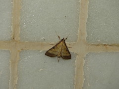 Spilomelini