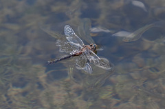 Epitheca petechialis