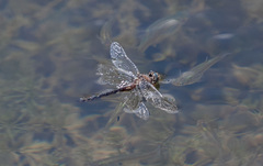 Epitheca petechialis