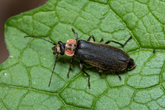 Podabrus brevicollis