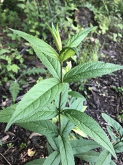Veronicastrum virginicum