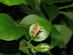 Endotricha repandalis