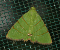 Eulepidotis viridissima