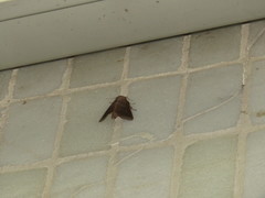 Griseothosea fasciata