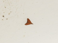 Hemiscopis sanguinea