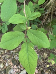 Dirca decipiens