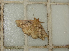 Lopharthrum comprimens