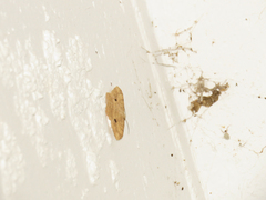 Luxiaria mitorrhaphes