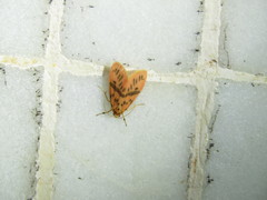 Miltochrista arcuata
